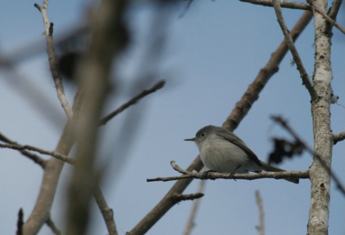 gray-blue gnatcatcher