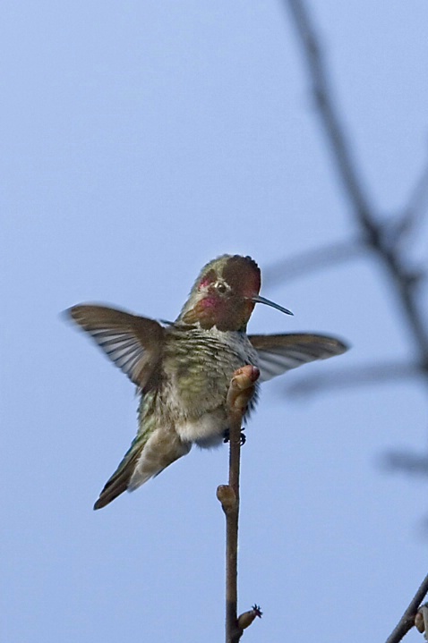 Male Anna's Hummingbird Claiming Territory - ID: 3406355 © John Tubbs