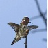 2Male Anna's Hummingbird Claiming Territory - ID: 3406355 © John Tubbs