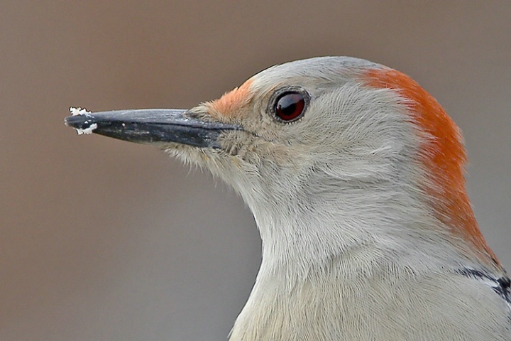 Red-Bellied Woodpecker closeup