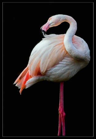 Flamingo on black