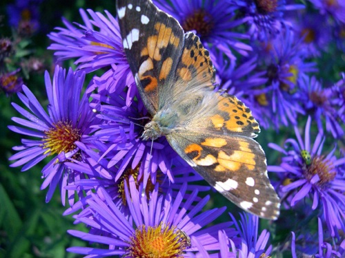 Painted Lady on Asters