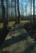 Wooded Path