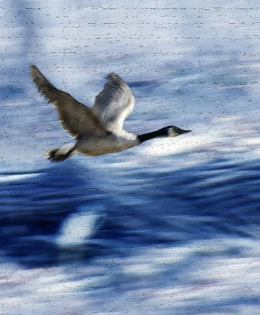 Goose In Flight