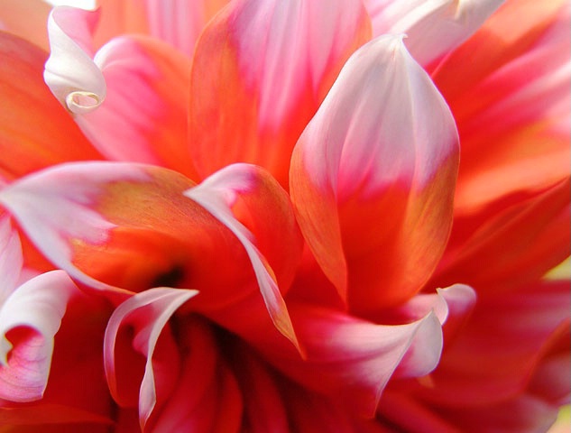 More Dahlia Petals