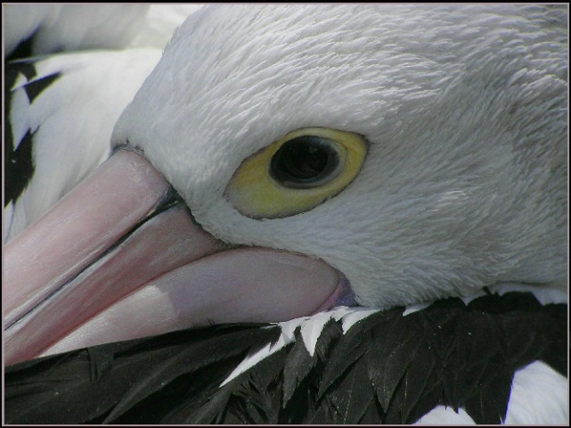 ~Pelican~