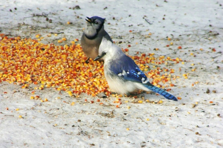 A Grey headed Blue Jay along with a normal Blue Ja