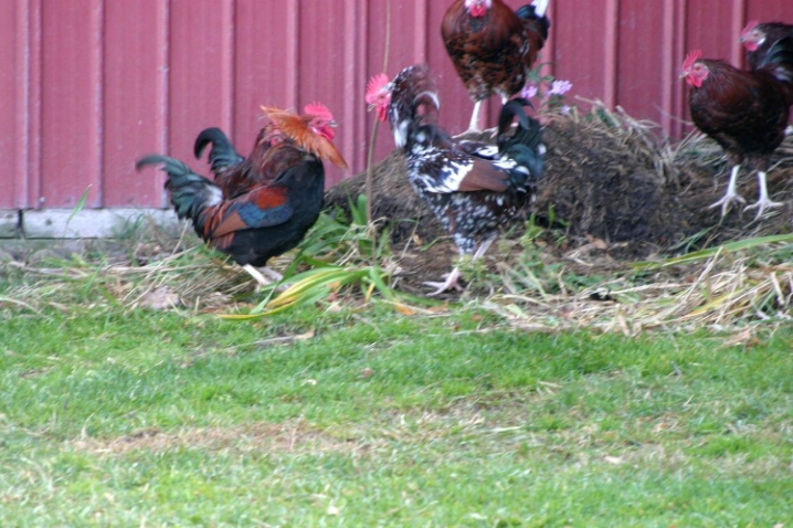 2 Roosters Arguing.
