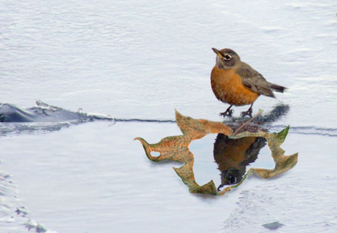 Getting a Drink (Robin at the Edge of Spring)
