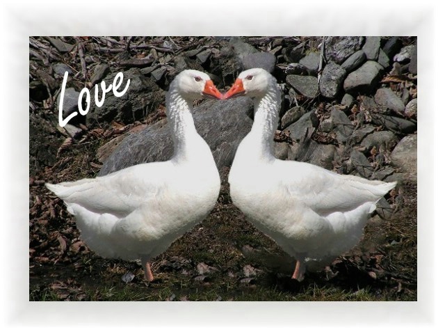 Love Geese