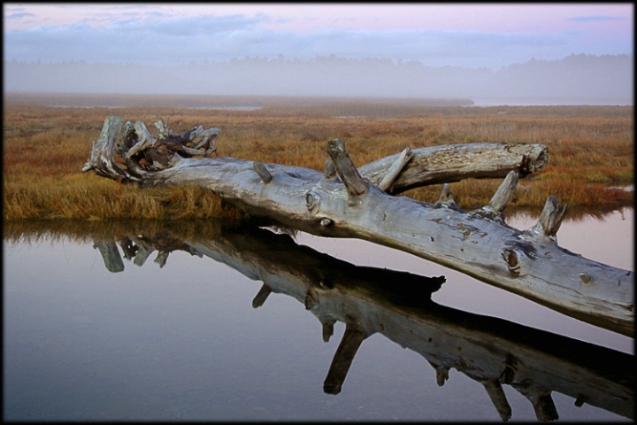 Fall Marsh