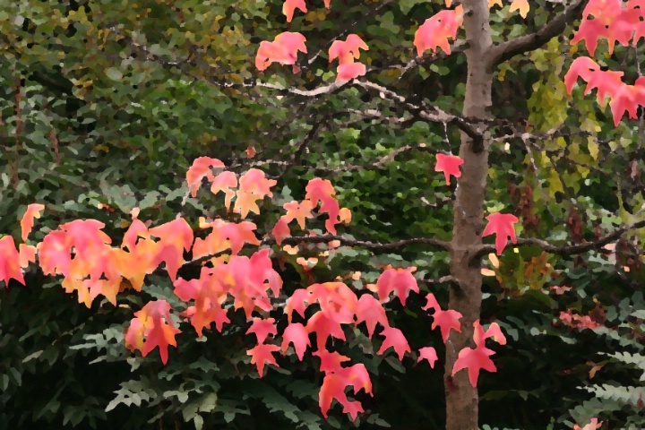 Fall Foliage II