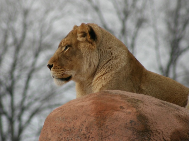 Lioness Sphinx