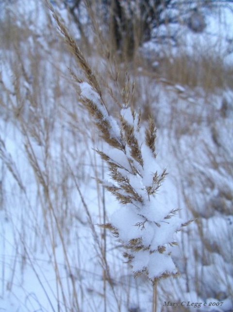 snowblown grass