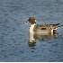 2Northern Pintail Drake - ID: 3417598 © John Tubbs