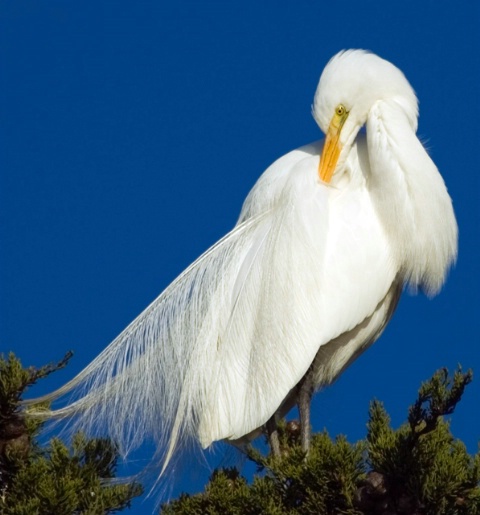 Preening