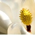 © Bob Peterson PhotoID # 3420358: Magnolia blossomat first light