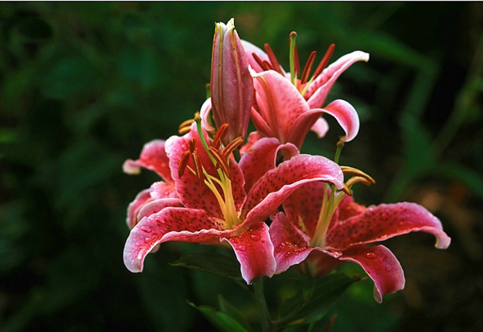 Stargazer lily - ID: 3420359 © Bob Peterson