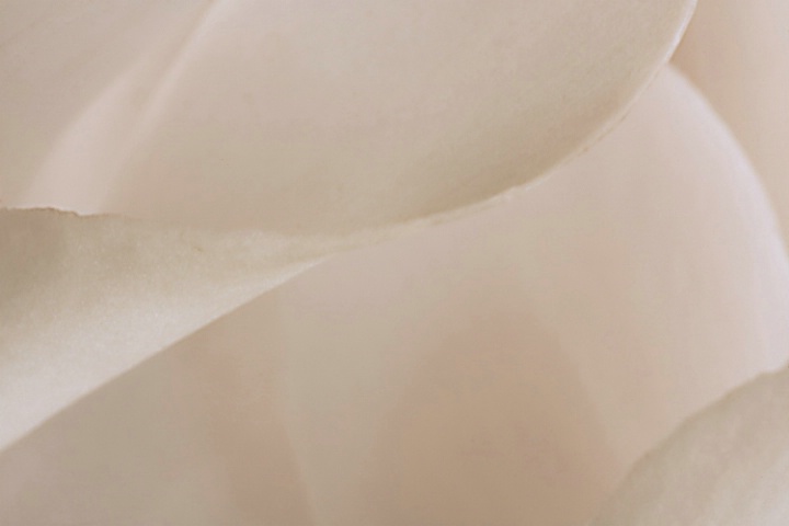 White Cyclamen Petals