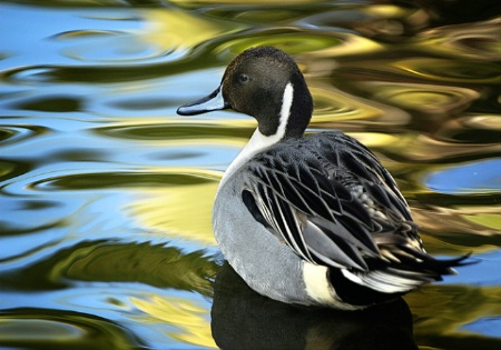 Watercolor Duck