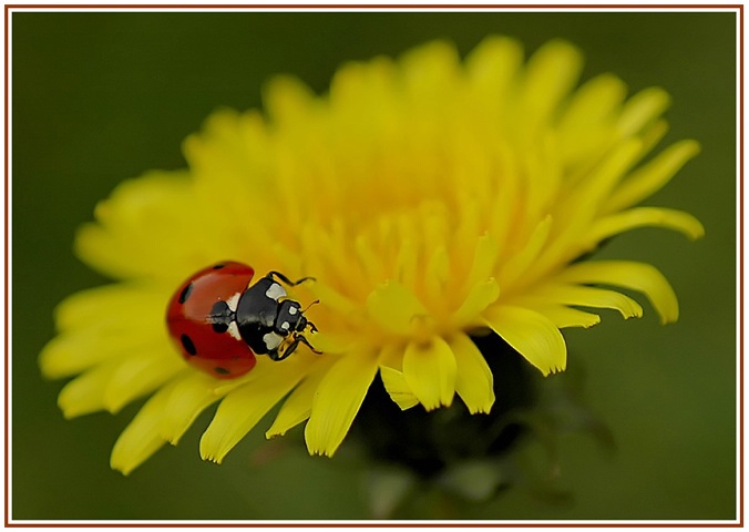 ladybird