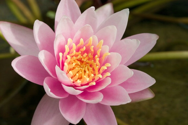 Water Lily