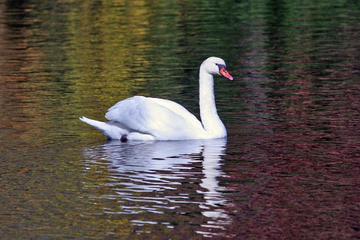 Autumn Swan