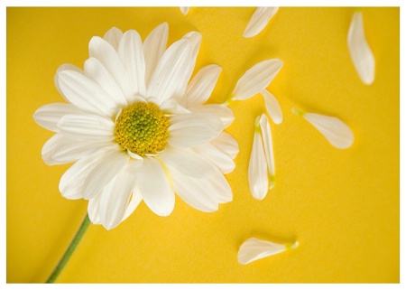 Daisy on Yellow