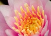 Water Lily 2