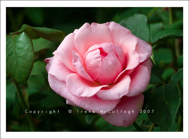 Pink Ball of Roseness