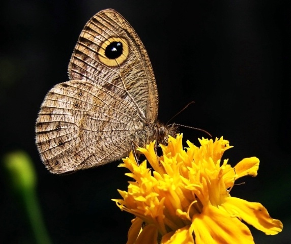 Butterfly taking rest