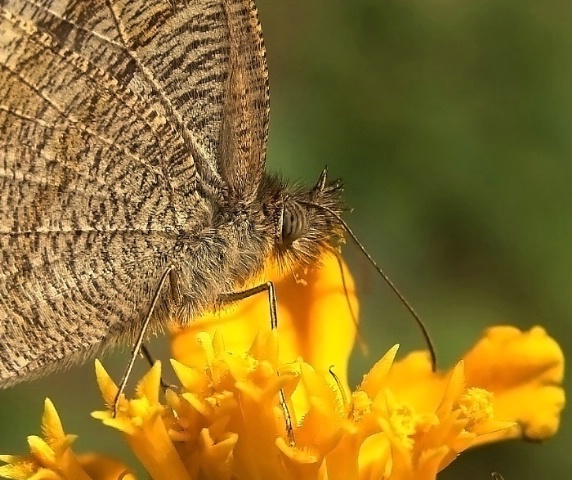 Face of a butterfly