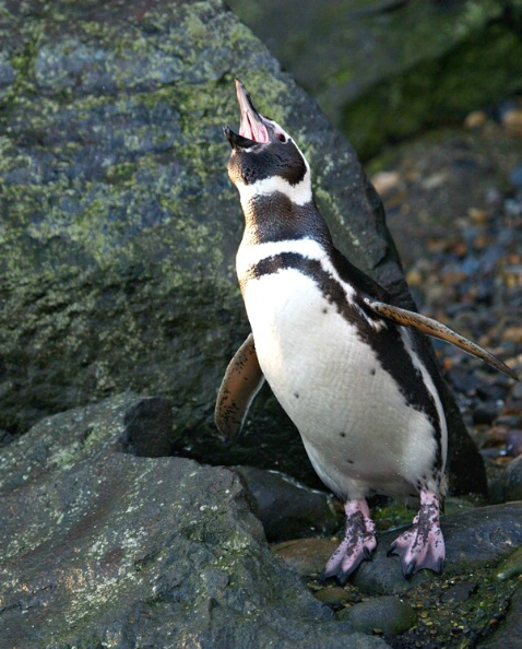 Penguin Vocalizing