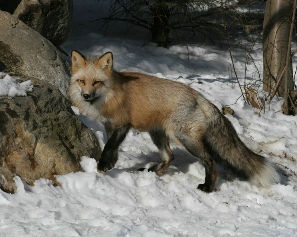 Fox at Lakota