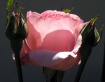 Sunlite Rose