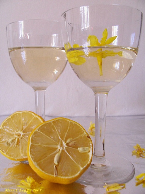 forsythia and lemon