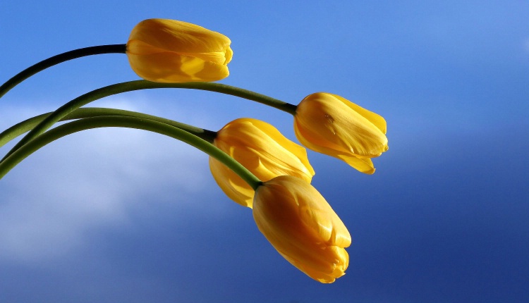 tulips..
