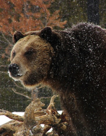 Grizzly in the winter
