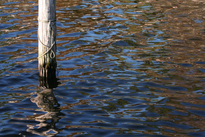 Lake Tarpon Reflection