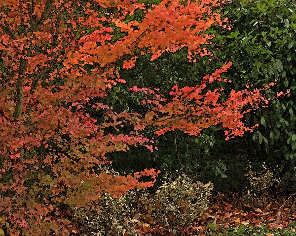 Fall Foliage 3