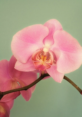 Orchid