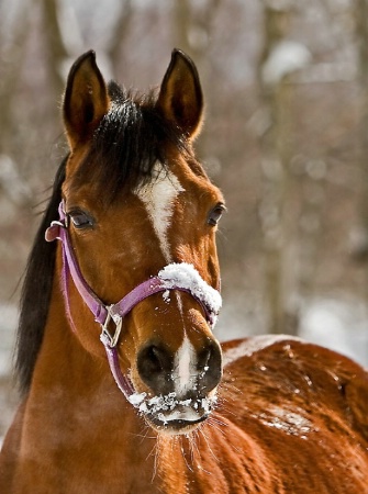 Enjoying the Snow