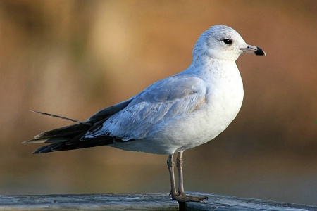 Seagull