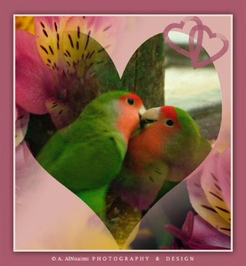 Love & Lovely Birds