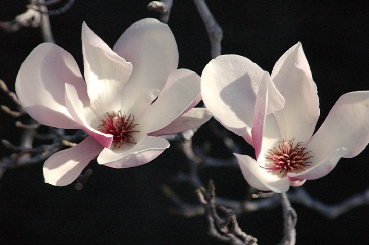 Japanese Magnolia