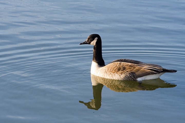 Goose and Reflection