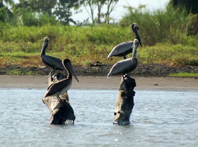 Pelicans Resting