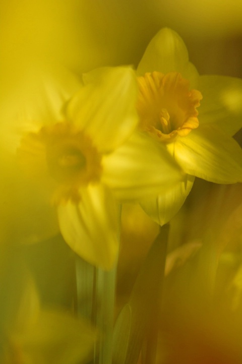 Daffodils