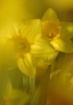 Daffodils