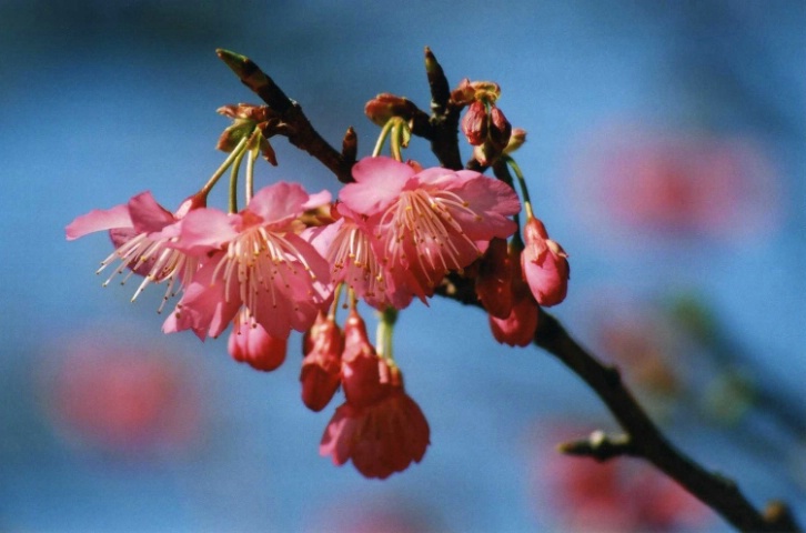 Cherry Blossom, Nago Cherry Blossom Festival, Oki